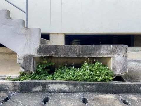 Plants grow Stock Photos