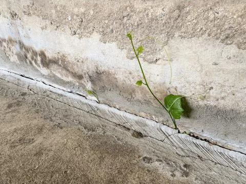 Plants grow Stock Photos