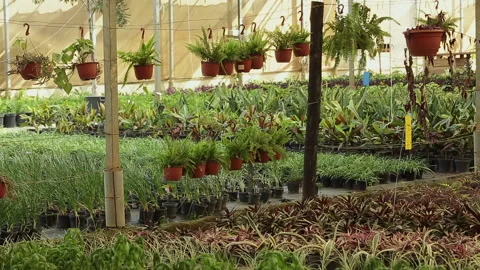 PLANTS GROW IN THE POT Stock Footage 306693434