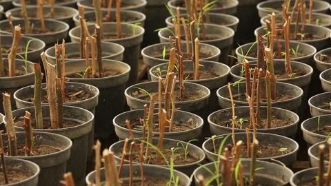 PLANTS GROW IN THE POT Stock Footage 306693533