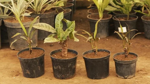 PLANTS GROW IN THE POT Stock Footage 306693534