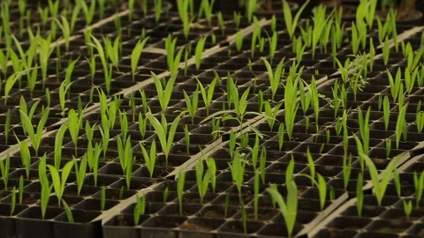 PLANTS GROW IN THE POT Stock Footage 306693539