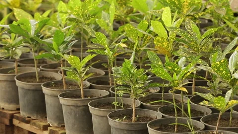 PLANTS GROW IN THE POT Stock Footage 306693542