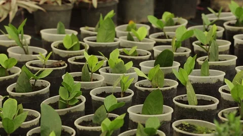 PLANTS GROW IN THE POT Stock Footage 306693556