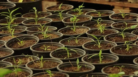 PLANTS GROW IN THE POT Stock Footage 306693559