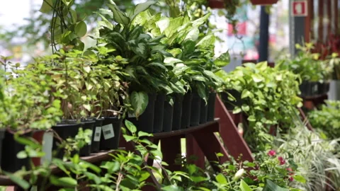 PLANTS GROW IN THE POT Stock Footage 308249128