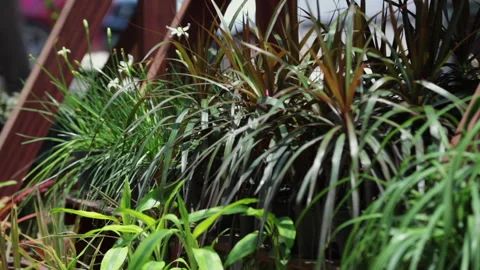 PLANTS GROW IN THE POT Stock Footage 308249129
