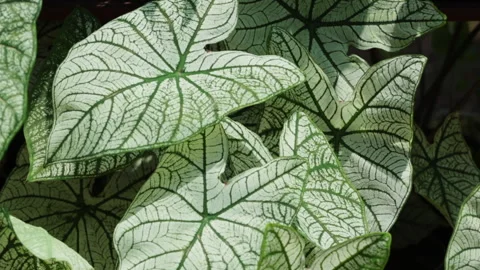 PLANTS GROW IN THE POT Stock Footage 308249130