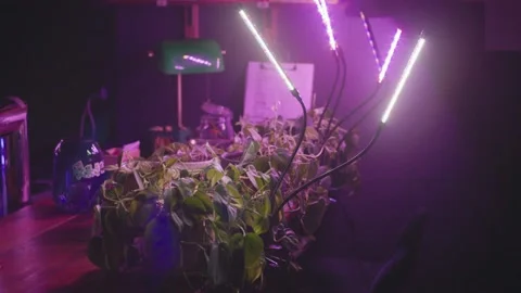Plants Grow Under UV Lights in Dark Nightime Room Stock Footage 203805728