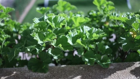 Plants growing in balcony Video stock 100635677