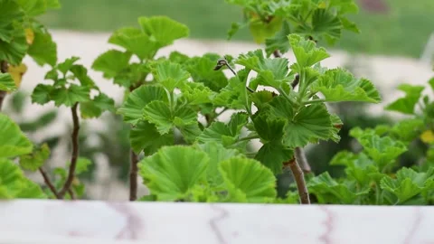 Plants growing in balcony Video stock 151589977