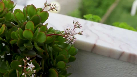 Plants growing in balcony Video stock 151590027