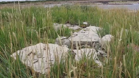 Plants growing on beach Stock Footage 82125135