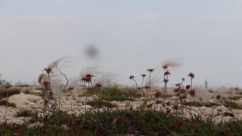 Plants growing on beach Stock Footage 82125170