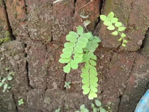Plants growing on bricks Stock Photos