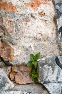 Plants growing in a broken wall Stock Photos