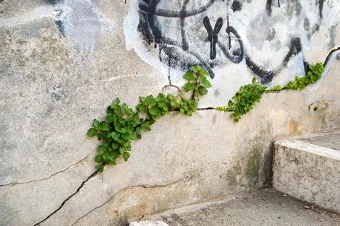 Plants growing in a broken wall Stock Photos