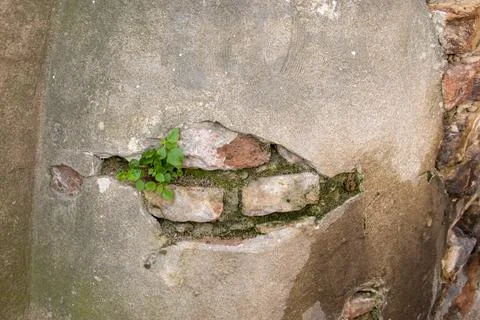 Plants growing in a broken wall Stock Photos