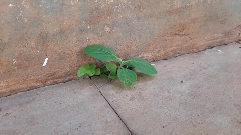 Plants growing from a crack Stock Footage 296849035