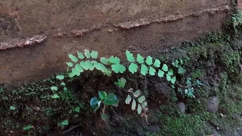 Plants growing from a crack Stock Footage 296849039