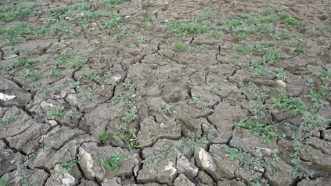 Plants growing on deep cracked soil in summer heat wave in Western India Stock Footage 280154589