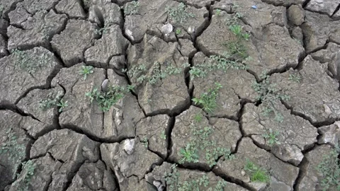 Plants growing on deep cracked soil in summer heat wave Stock Footage 280154602