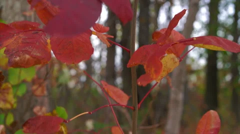Plants growing at edge of woods in the Fall, red and yellow Stock Footage 56433000