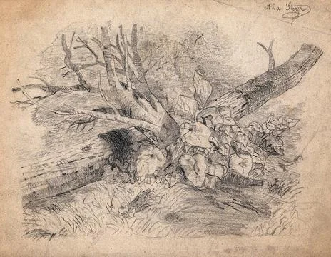Plants growing by a fallen tree. Pencil drawing by A. Storer. Stock Illustration
