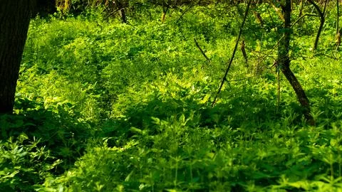 Plants growing in the forest Stock Photos
