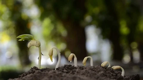 Plants growing in germination sequence on fertile soil Stock Footage 71487569