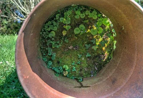 Plants growing inside rusty abandoned barrel thrown away in nature Stock Photos