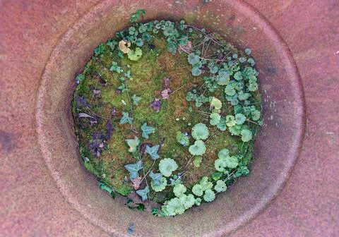 Plants growing inside rusty abandoned barrel thrown away in nature Stock Photos