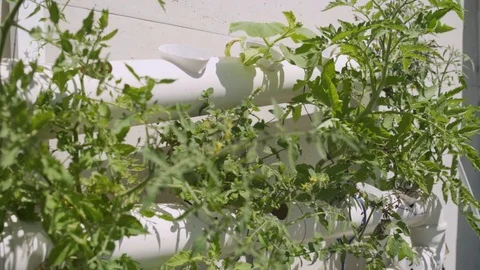 Plants growing inside tubes in a hydroponic project Stock Footage 112508126