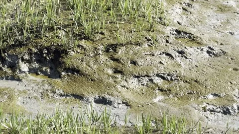 Plants growing in mudflats Stock Footage 315726733