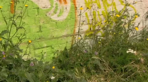 Plants growing next to a wall with graffiti Video stock 10734626