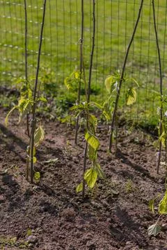 Plants growing Stock Photos