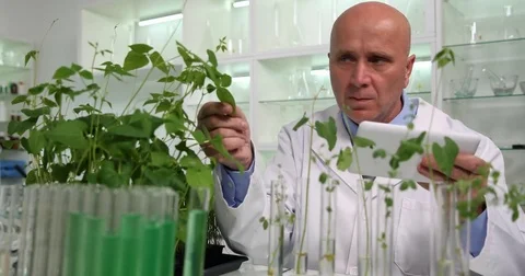 Plants Growing Researcher Activity Study and Notes in Data Base Using Tablet Stock Footage 83687732