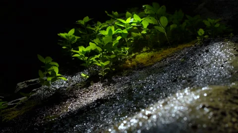 Plants growing on rock Vidéo 67109065