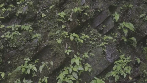 Plants Growing on Rocky Surface Stock-Footage 343567213