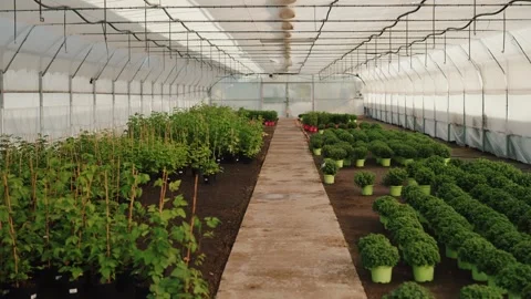 Plants growing in rows inside greenhouse Vídeos de archivo 317812779
