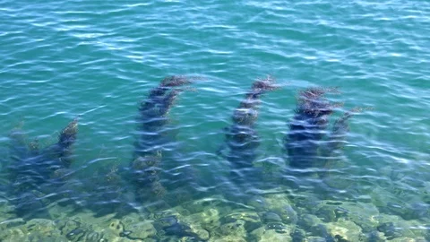 Plants Growing from Sea Flor Stock Footage 101814807