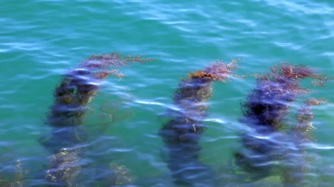 Plants Growing from Sea Flor Stock Footage 101821898