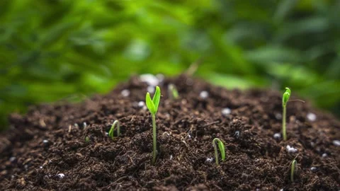 Plants growing in spring timelapse 4k Stock Footage 144808175