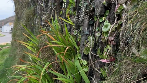 Plants growing on steep rocks Stock Footage 237992686