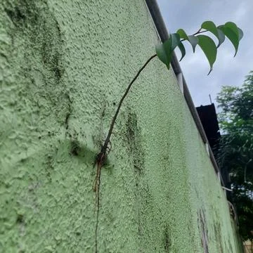 Plants growing on the surface of the walls of the building Stock Photos