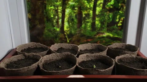 Plants growing timelapse, sprouts germination on window in seedling pot Stock Footage 190206870