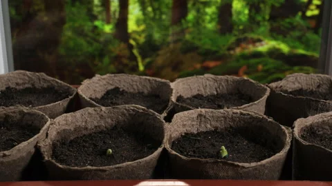 Plants growing timelapse, sprouts germination on window in seedling pot Stock Footage 190742982