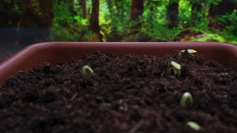 Plants growing timelapse, sprouts germination on window in seedling pot Stock Footage 196046232