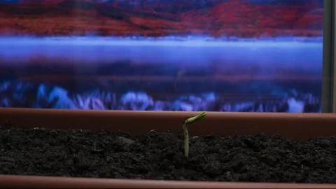 Plants growing timelapse, sprouts germination on window in seedling pot, macro Stock Footage 201666442