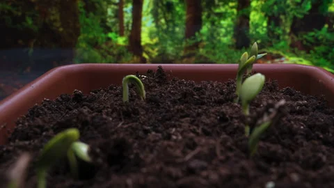 Plants growing timelapse, sprouts germination on window in seedling pot. Stock Footage 201666892